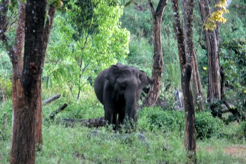 aggressive female elephant