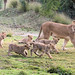 Seven little lion cubs make their debut