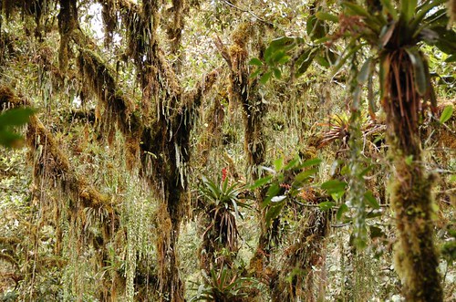 Epiphytes growing in the cloud forest canopy