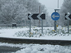 Surrey Snow #5