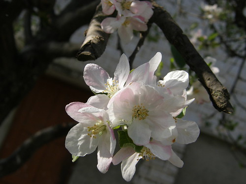 Cherry Blossoms, Sakura