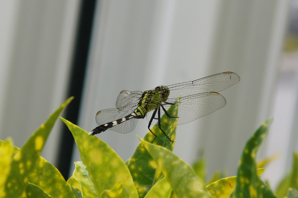 dragonfly at 1/320, f/4.3, 32.6 mm, ISO 100