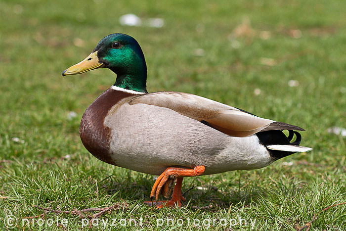 ducky2