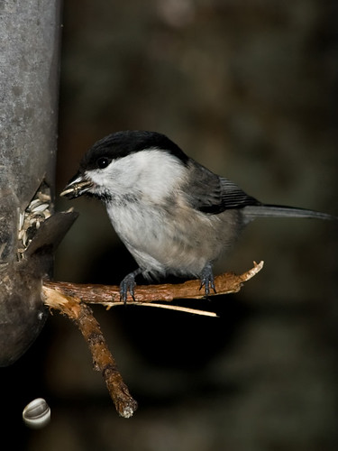 Pictures of Willow tit (Poecile montana) on feeder