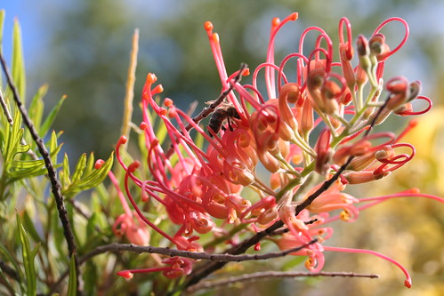 Bees at Banksia Park