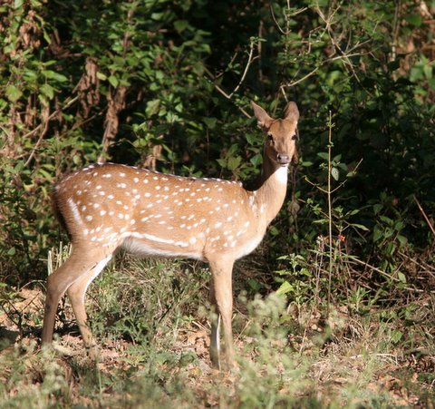 spotted deer b r hills 040108