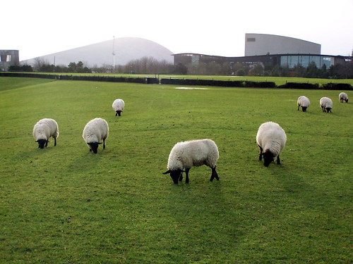 Campbell Park Sheep