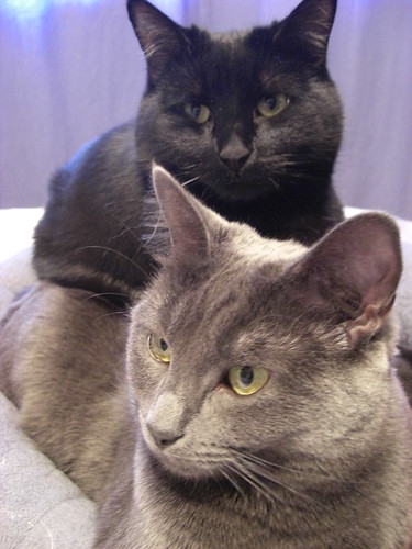 Black And Grey Cat. nap Loki (my grey cat) and