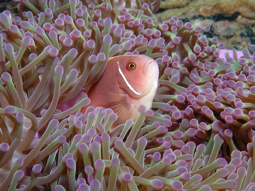 pink anemone fish