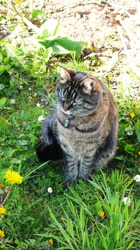 Tabby in the garden