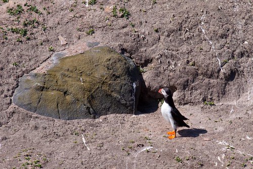 More puffins