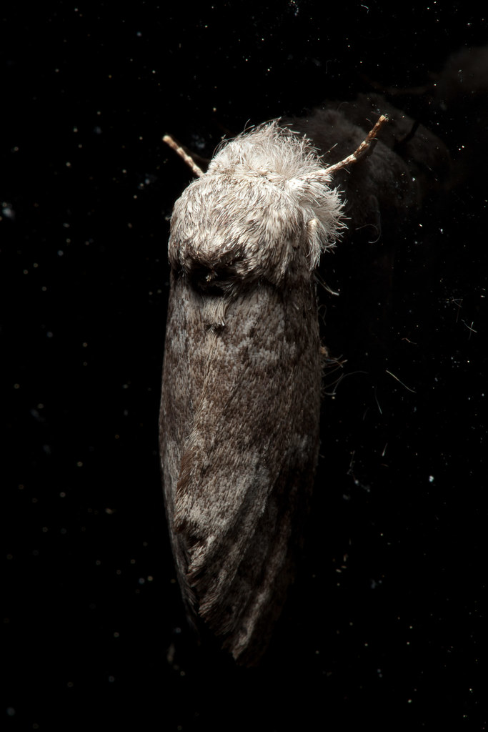 Unidentified Moth #2