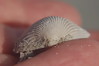 seashell macro