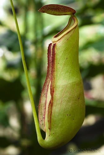 Kantong Semar-Genus Nepenthes
