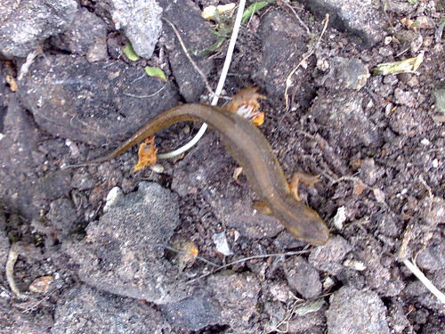 Newt in the garden