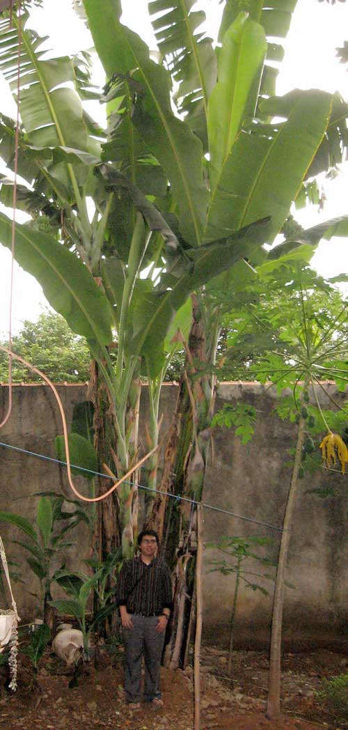 Huge banana tree