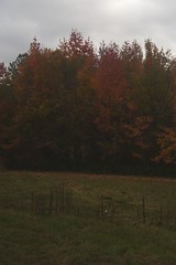 111207 Fall Color