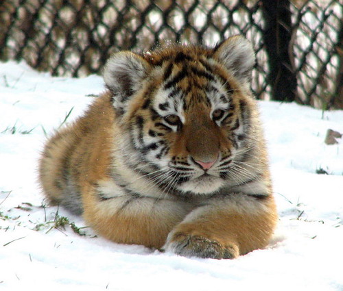 Cute Tigers Pictures
