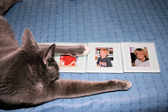 Socks helping me with the picture coasters