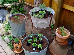 Herb Garden - Planting
