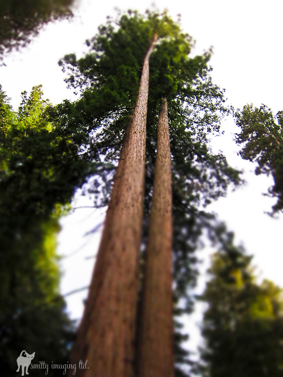 Redwood Tilt Shift