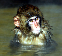 Monkey spa