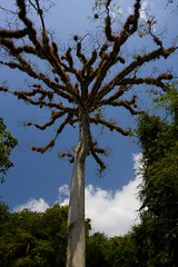 Tree with epiphytes