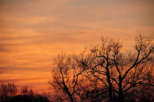 Black Tree Against Sunset