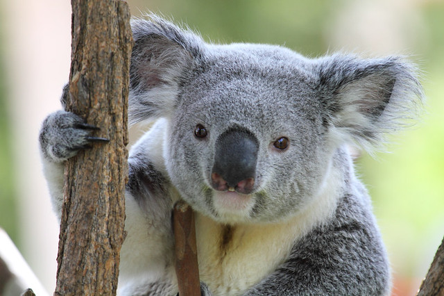 Little Imp... errr, Koala
