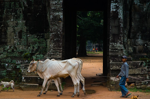 Boy and his cows in front of Banteay Kdei, Angkor Wat