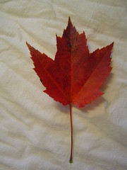 Found: Maple Leaf