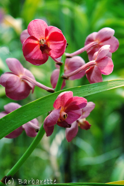 orchidée-rose