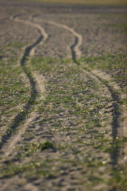 砂地の曲線