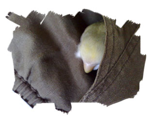 Kiki napping in Pocket