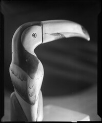 toucan (still life #1)