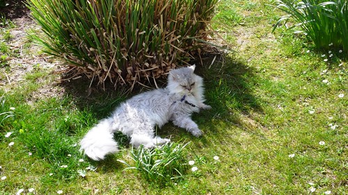 Fluffy in the shade