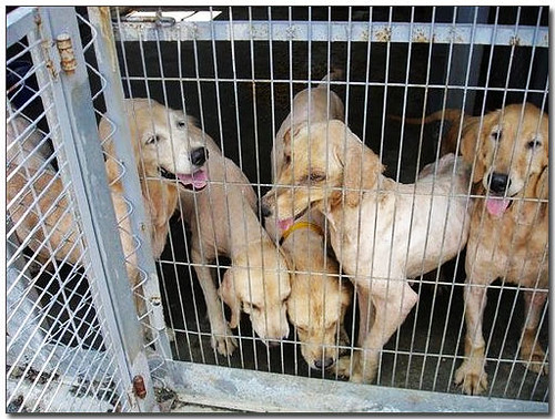 2007-07-12-「認養」嘉義被繁殖場丟棄的10多隻黃金獵犬～你還想買黃金寶寶喔？他們的父母就是長這樣！這樣的寶寶會健康？別再買狗了...
