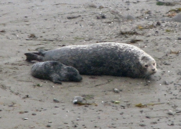 newborn seal