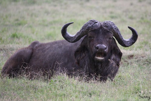 你拍攝的 37 Lake Nakuru - African Buffalo。