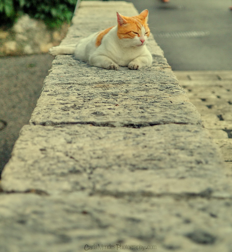 an orange cat :)