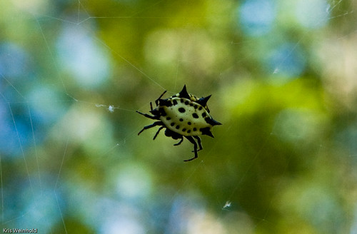 Spider at Croatan National Forest