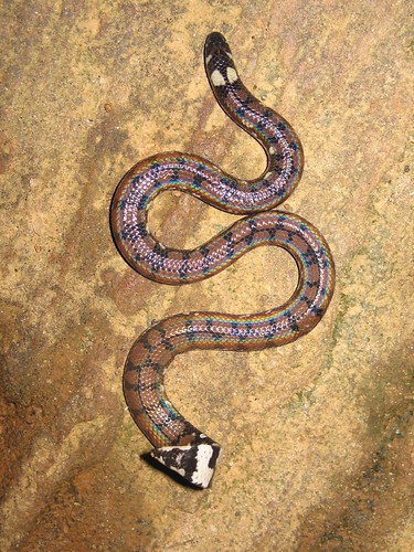 Sri Lankan Pipe Snake (Depath naya)