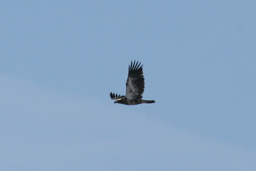 Bald Eagle (imm.)