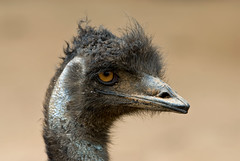 Portrait of the Tax Payer as a Young Emu