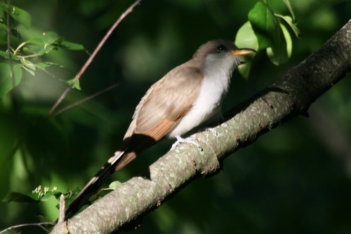 Yellow-billed Cuckoo {Coccyzus americanus}