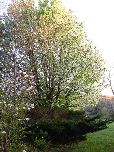 Magnolia and Pear