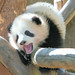Zhen Zhen is excited about her public debut this morning