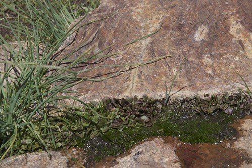 rocks and mosses