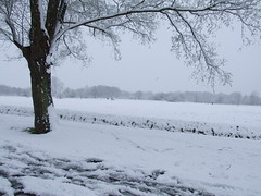 Surrey Snow #11