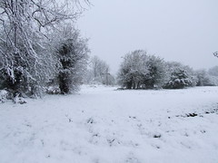 Surrey Snow #4